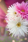 Sommerlicher Blumenstrauss aus weissen und rosa Astern