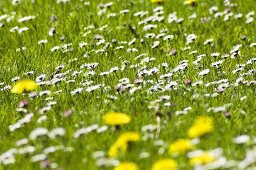 Dandelions and daisies in a pasture