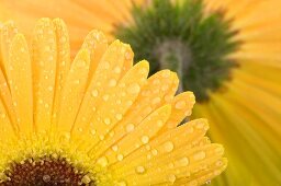 Gelbe Gerbera mit Wassertropfen (Close Up)