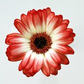 Red and white gerbera
