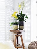 Flowering orchids in Raku ceramic containers on wooden stool