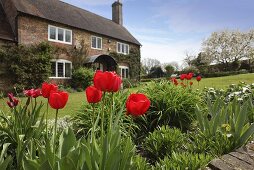 Blühende Tulpen in dem Garten vor einem englischen Landhaus