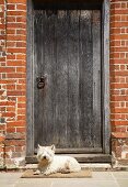 Dog lying in front of a vintage wooden door