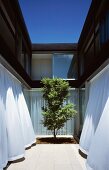 Modern courtyard design -- a single tree and curtains blowing at open terrace windows
