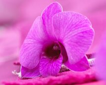 Eine pinkfarbene Dendrobien-Orchideenblüte (Nahaufnahme)