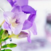 Purple freesia flowers (close up)