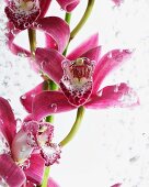 Orchid flowers (Phalaenopsis) in water