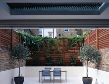 Greek atmosphere on city terrace with potted olive trees and white floor contrasting with high wooden fence with climbing plants