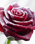 Hoarfrost on a red rose