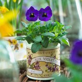 Blue pansies in old fashioned tins