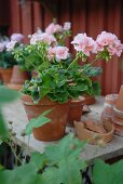 Pink geraniums on rustic wooden table in front of house