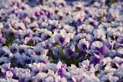 A mass of purple violas