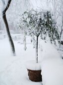 Snowbound potted olive tree