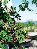 Fruiting blackberry bush