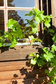 Vine tendrils in front of old lattice window of wooden house