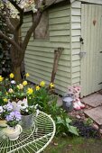 Spring flowers on garden table and in flowerbed next to shed