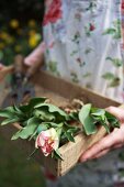 Frau hält eine Holzkiste mit Tulpen