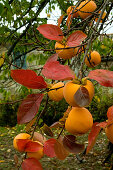Japanese Persimmons hanging on a tree