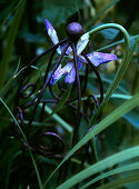 Blaue Lilienblüte in metallenem Gartenzierstab