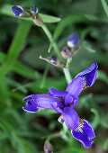 Purple iris flowering in garden