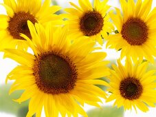 Fünf Sonnenblumen