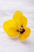 One yellow viola