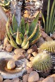 Assorted cactus, Aloe aculeata, Sansevieria cylindrica and Echinocactus grusonii in a garden