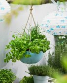 Fresh herbs in a hanging basket on a terrace