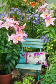 Blue garden chair on terrace surrounded by lilies, agapanthus and tomatoes