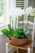 White orchids in wide raffia basket on rush-seated, farmhouse chair