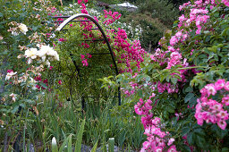 Romantic rose garden with rose arch, wild roses, climbing roses, shrub roses and stone wall in foreground