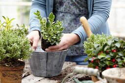 Woman potting a wintergreen plant (Gaultheria)