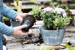 Woman taking small plant out of plastic pot