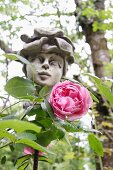 Eine rosafarbene Rose vor einer Statue im Garten