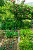 Heads of lettuce in vegetable patch and rose bush in garden