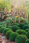 Topiary box balls and shrub with red leaves
