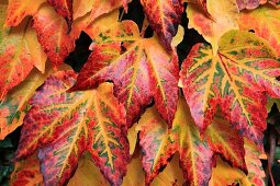 Blätter von wildem Wein mit rotgelber Herbstverfärbung