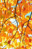 Blick durch gelbe Herbstblätter eines Ahornbaumes in den Himmel
