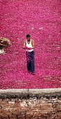 Indian worker checking rose petals drying on a roof