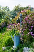 Nostalgic watering can next to garden standpipe in Mediterranean garden with rose bush