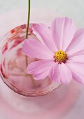 Eine rosa Cosmosblüte im Glas