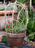 Flowering plants in terracotta pot with small wicker trellis next to larger terracotta planter in garden