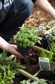 Gardening - Various herbs being planted