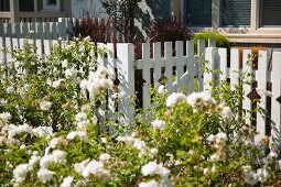 Blühender Garten mit weißem Lattenzaun
