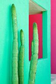 Cacti Plants Next to a Colorful Wall