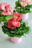 Gerbera daisies in tin cans painted pink