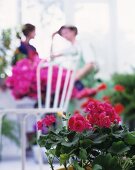 Geraniums with pink flowers and chair in the background
