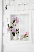 Rhododendron (variety: 'Albert Schweitzer') in window niche of white-painted model house