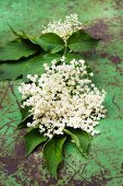 Elder flowers and leaves on an old metal table