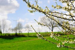 Budding cherry tree branches in front of a lush green countryside with scudding clouds in the sky